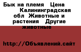 Бык на племя › Цена ­ 65 000 - Калининградская обл. Животные и растения » Другие животные   